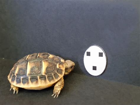 Solitary tortoises orient toward faces .